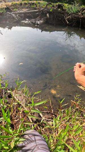 the art of fishing for river prawns #fishing #shrimp #fish #sea #traditional #usareels #UnitedStates #reelsviral #skils #fyp #trending