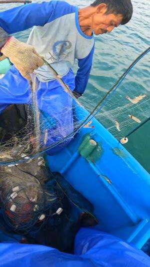 panen udang well #fishing #traditional #usa #usareels #UnitedStates #unitedkingdom #denmark #canada