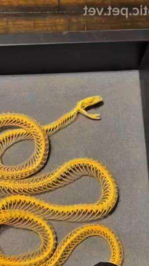 Mengubah bangkai jadi karya seni