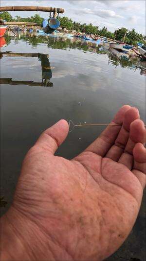 teknik yg tradisional #mancing #fishing #shrimp #udang #nelayan #laut #jaring #ikan #reelsviral #animals #skill #fyp #trending