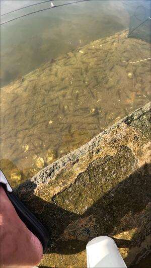 how to catch shrimp super fast and easy #fishing #usa #usareels #UnitedStates #unitedkingdom #denmark #canada