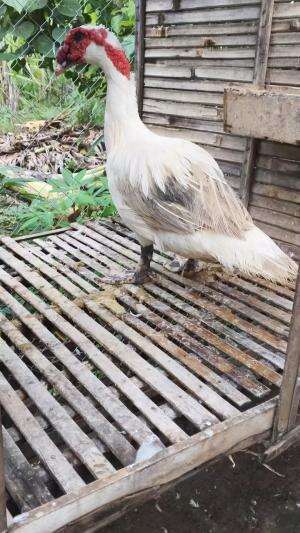 Sedikit cerita perjuangan awal mula ternak, & hari ini saah satu pacek Andalan Kandang Anggoro Kasih pindah tangan ke kolektor menthok yang 