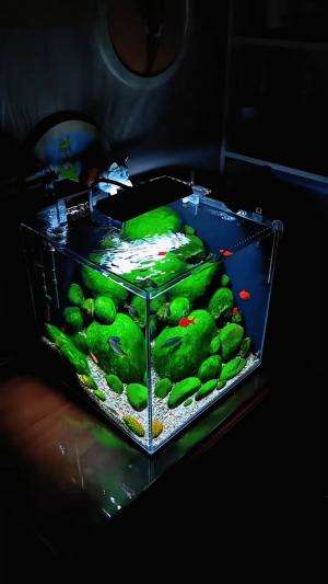 Mengubah akuarium bekas jadi cantik