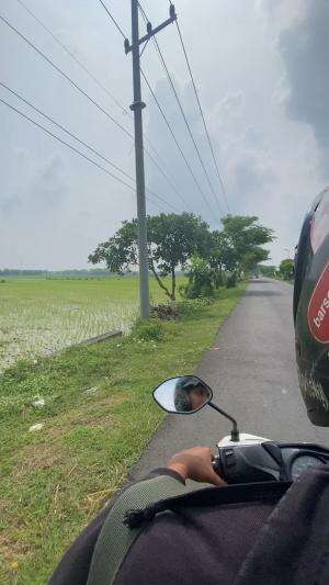 penuh sawah ijo ijo bikin sejuk mata