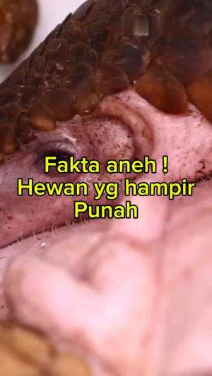 Fakta unik hewan tringgiling ! Tahukah kamu?