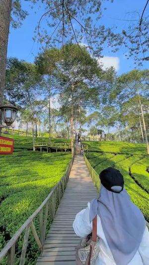Kebun teh panama  #fyp  #fypシ  #fypシ゚viral 