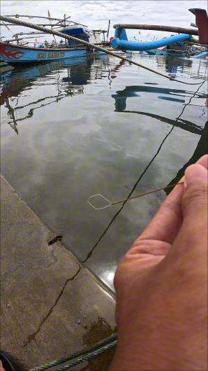 nangkap udang hitam besar #udang #nelayan #laut #jaring #ikan #fbpro #reels #reelsviral #duniaikan #skils #fyp #trending