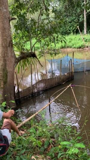 Hancaunya hampir patah saking banyak ikannya