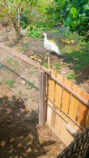 Menetas dengan baik, seperti biasa mandi dan jemur anak-anaknya dulu