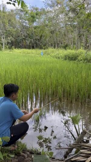 Air sawahnya makin dalam mancing makin kena