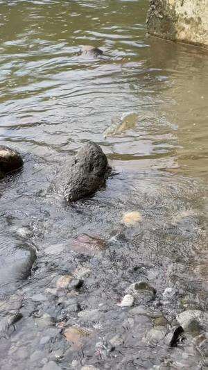 Nekat mancing pakai umpan buatan