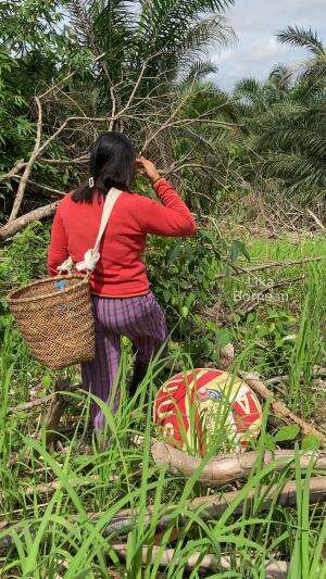 Masak tumbuhan liar hutan (daun kayu) #menusimple #masakan #sayuranhutan #kalimantan
