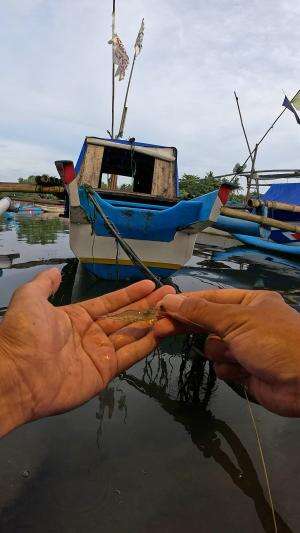 tutorial dari kakek #mancing #fishing #shrimp #udang #nelayan #laut #jaring #ikan #reelsviral #animals #skill #fyp #trending