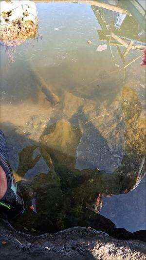 pliss jangan melawan udang  #trending