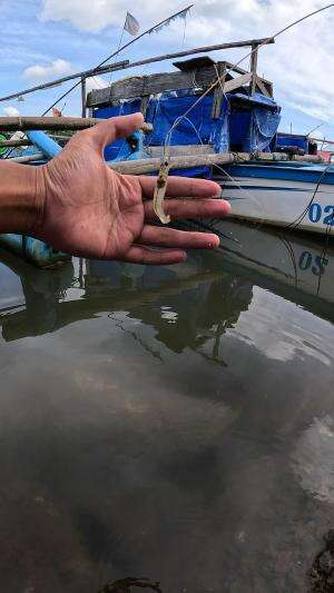 kok gampang mancing udang
