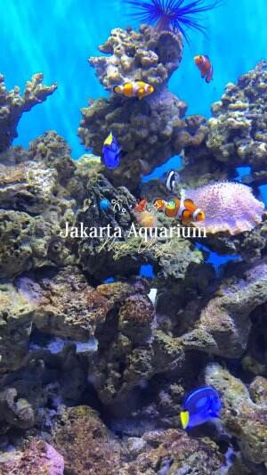 Jakarta Aquarium Date  #jakartaaquarium  #hangout #Viral  #fyp 