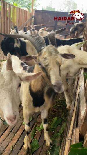KEGIATAN  SEHARI HARI NGURUSII PETERNAKAN KAMBING SNDIRI BERKAAH???