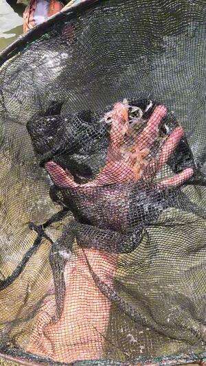 menyerok udang merah