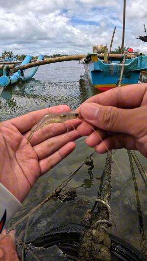 langsung dapat babon #mancing #fishing #shrimp #udang #nelayan #laut #jaring #ikan #reelsviral #animals #skill #fyp #trending