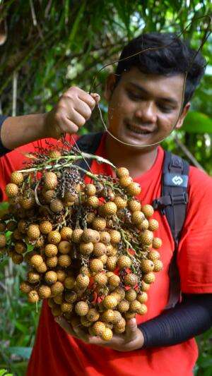Senengnya Pake Banget, Bisa Nemu Buah Ini Ditengah Hutan #petualangan #alam #berburu