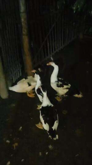 Kalau posisi masih di Kandang, pelanggan minta spill pagi-siang-sore-malam tetap dilayani bossku