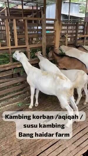 Persiapan idul adha haidar farm semarang menyediakan hewan korban sekota semaranf