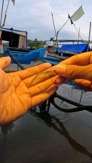 berburu udang malam hari