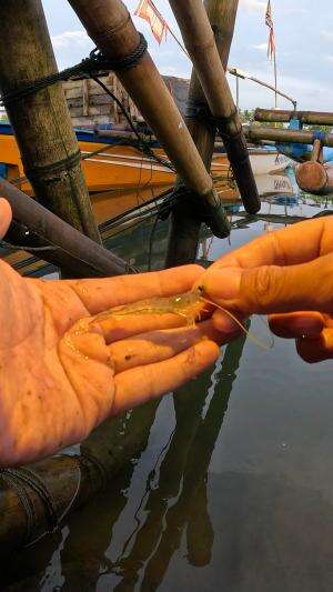 there's shrimp hiding in the wood #fishing #shrimp #fish #sea #traditional #usareels #UnitedStates #reelsviral #skils #fyp #trending