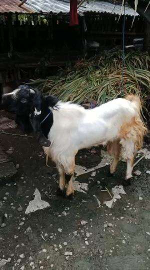 Kambing aqiqah semarang