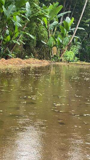 Mancing ketika hujan bikin ketagihan 
