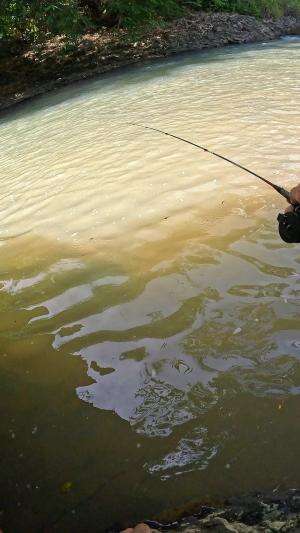 gak nyangka dapat udang sebesar ini ??