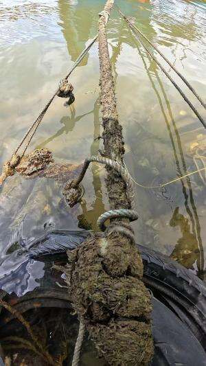 teknik legend #mancing #fishing #shrimp #udang #nelayan #laut #jaring #ikan #reelsviral #animals #skill #fyp #trending