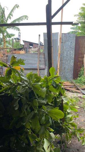 Tukang ngarit semarang