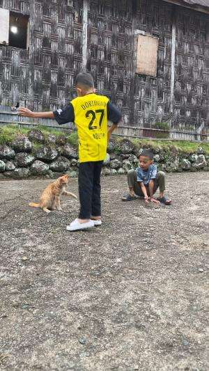 Main bareng si oyen  #kucingoyen 