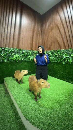 playing with capybara 