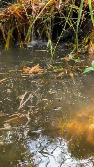 Mancing ikan channa