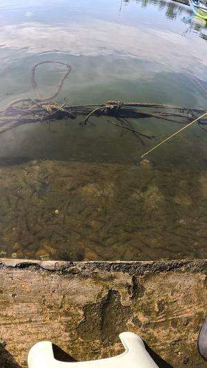 diincar mata udangnya #mancing #fishing #shrimp #udang #nelayan #laut #jaring #ikan #reelsviral #animals #skill #fyp #trending