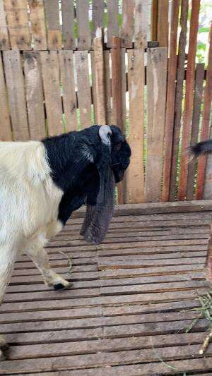 CONTOH KAMBING P E ETAWA PERANAKAN ETAWA KALIGESING YANG BREDING CETAK ANAK