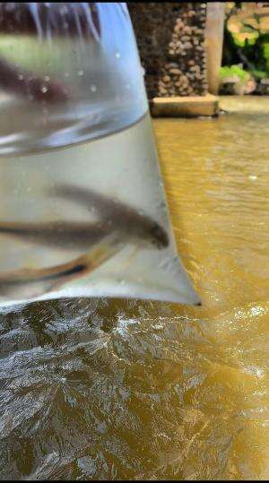 Mancing ikan endong buat isi akuarium