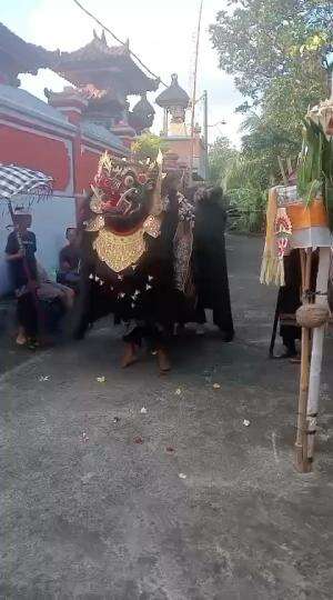 Tradisi ngelawang Barong Bangkung perayaan hari raya suci Galungan