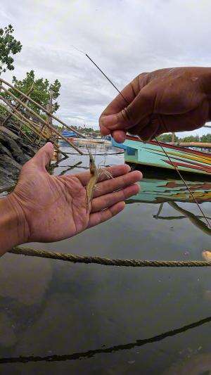 dapat udang babon #mancing #fishing #shrimp #udang #nelayan #laut #jaring #ikan #reelsviral #animals #skill #fyp #trending