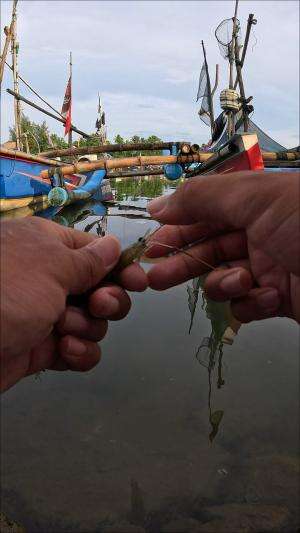 babon banget #mancing #fishing #shrimp #udang #nelayan #laut #jaring #ikan #reelsviral #animals #skill #fyp #trending