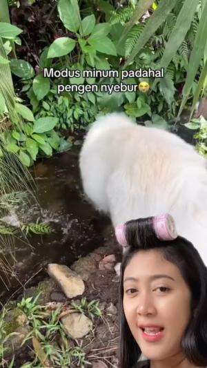 Modus pengen minum taunya pengen nyebur  #reaction  #vidioreaction  #hewan  #RCTIPlus  #HOTrctiplus 