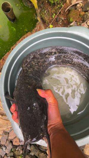 Menaklukan lele monster