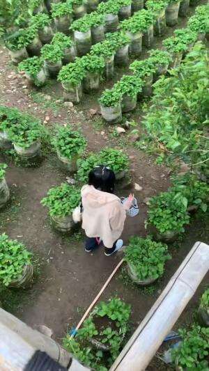 Liburan petik stroberi 