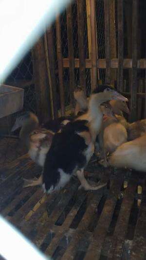 Mode Senyap #peternakmuda #menthokjumbo #muscovyduck