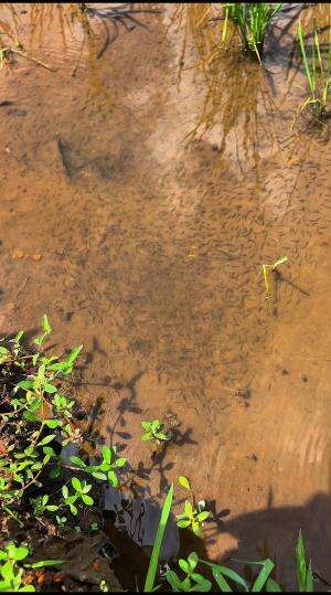 Menemukan ribuan anakan ikan wader sampai bikin merinding