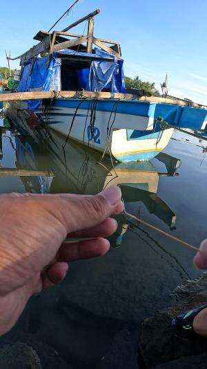 segampang ini nangkap udang #mancing #fishing #shrimp #udang #nelayan #laut #jaring #ikan #reelsviral #animals #skill #fyp #trending