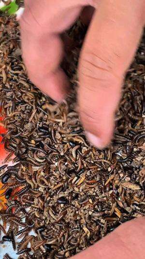 Umpan mancing pakai hewan yang ada dikotoran ayam 