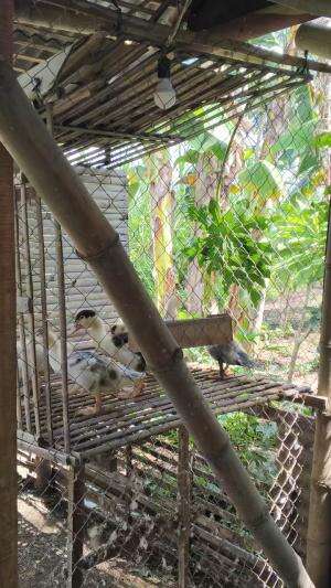 Snack time ?, cemilan pencegah cacingan wkwk #peternakmuda #menthokjumbo #muscovyduck